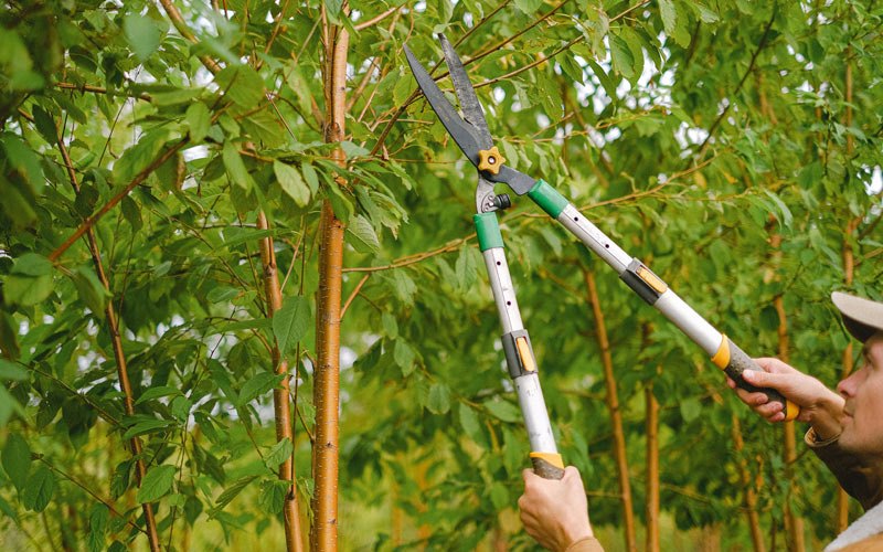 Tree trimming in Dyess, AR